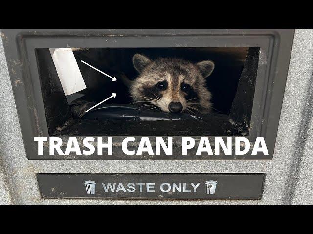 The Perfect Home For A Trash Panda | Emergency Raccoon Rescue Call