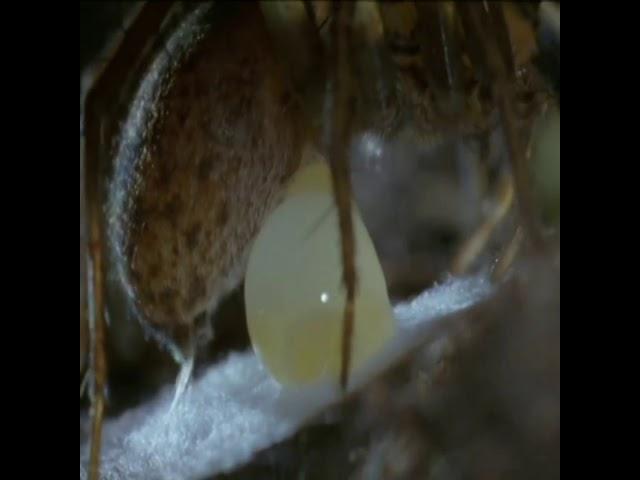 After mating, the female wolf spider looks for an isolated, covered location that she will feel