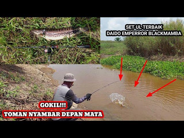 CASTING GABUS TOMAN || SAMBARAN GANAS DEPAN MATA || SET UL TERBAIK || DAIDO EMPERROR ft DAIWA REVROS