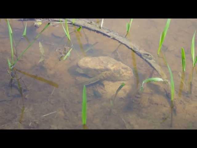 Reproduction d'un couple de poisson dans le parc de Penjari au Bénin