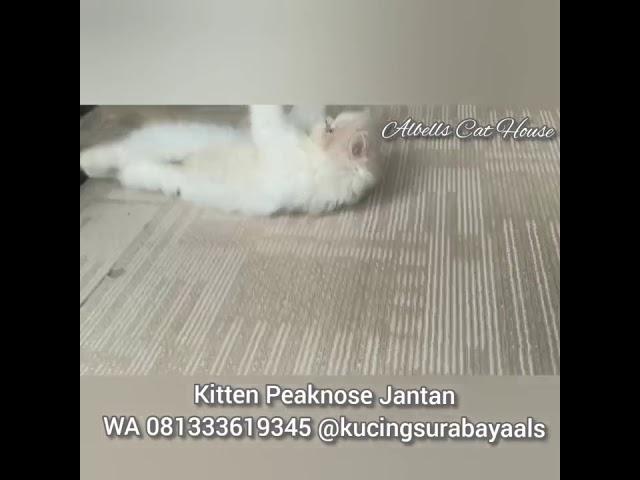 Anakan Kucing Peaknose Jantan Lucu dan Gembul - JUAL MURAH