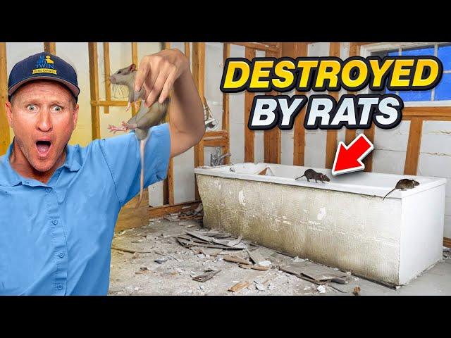 VICIOUS rats chewed their way in this house !