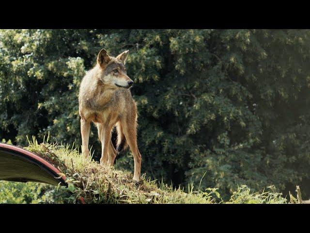 Meet Terry, our newest addition to our European wolf pack!