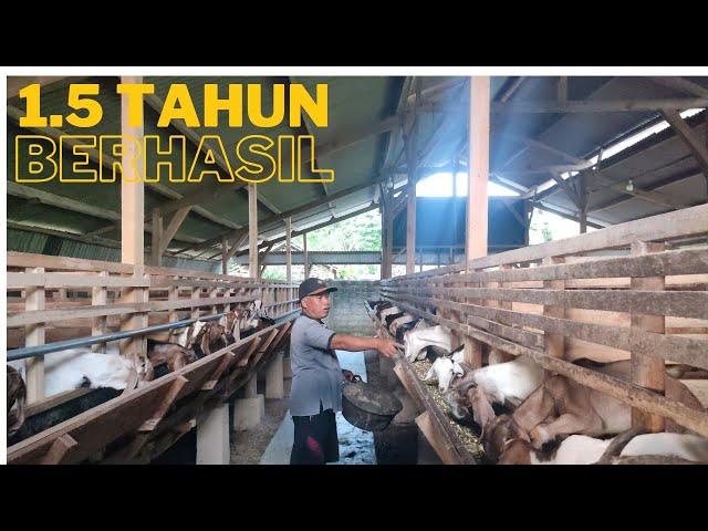 suhar: breeding kambing semakin di jalani bikin ngiler dan ternak sapinya di hentikan