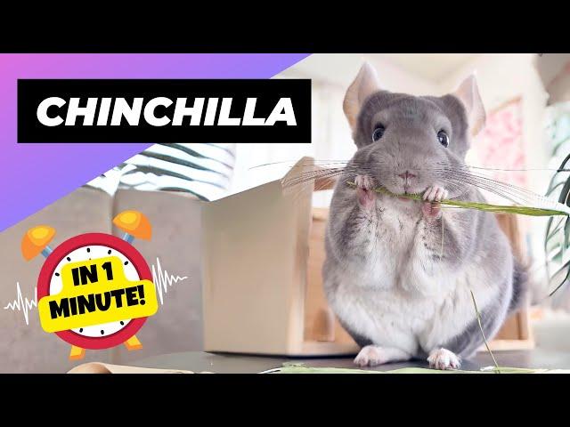 Chinchilla  The Fluffiest Pet! | 1 Minute Animals