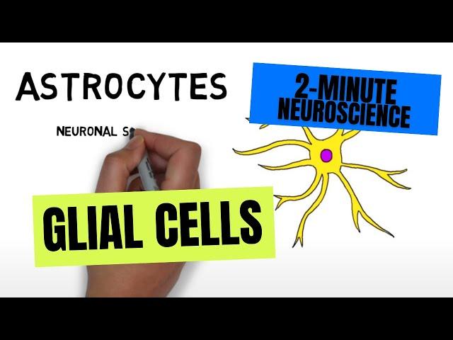 2-Minute Neuroscience: Glial Cells