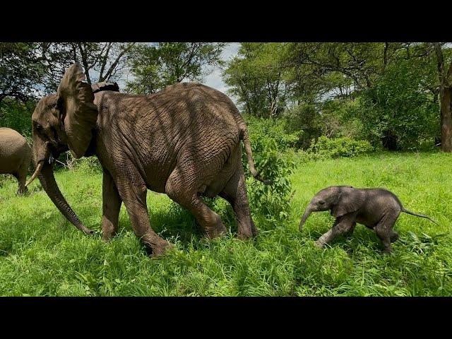 Introducing Lenny, Lima Lima's New Baby Boy | Sheldrick Trust