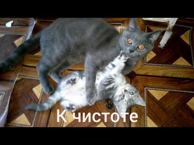 Кошка ругает котенка, воспитание. ( Кошка говорит )