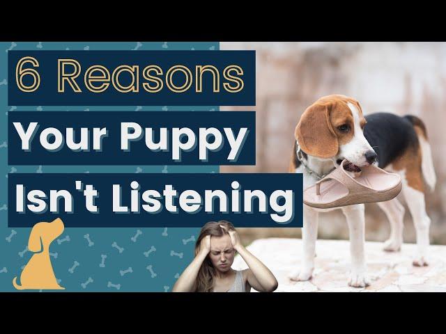 Puppy Training - What To Do When Puppy Won’t Listen