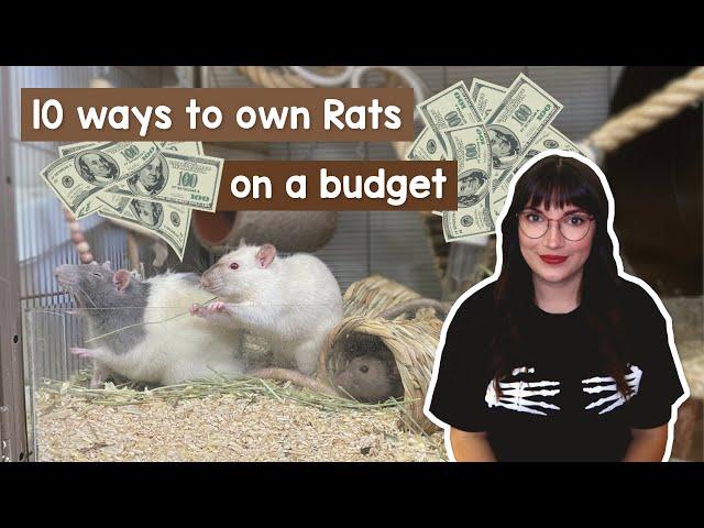 10 ways to own Rats on a budget