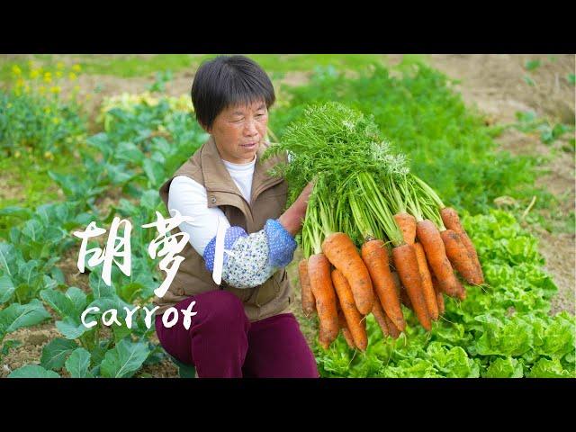 Pull out carrots to make four kinds of cakes. The steamed green rice cake is green,  and sweet!