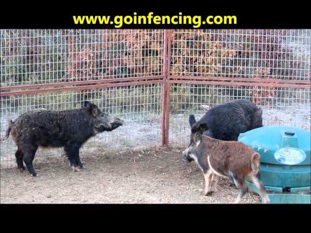 Hog Trapping and Patience