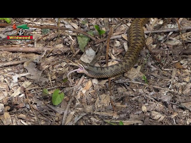 Watch adders getting a feed at Wildwood