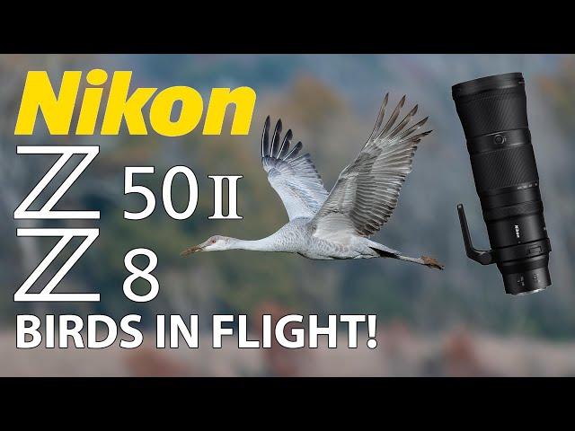 Nikon Z50 II & Z8 Sandhill Crane Bird Photography with 180-600mm Lens! Birds In Flight!