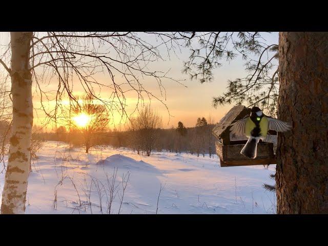 #78. Мы ее поймали! Умная розетка. [Жизнь на своей земле]