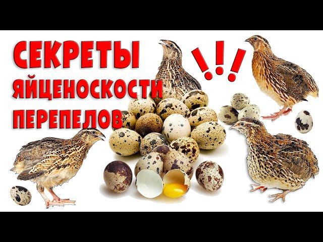 Секреты яйценоскости перепелов / Должен знать каждый птицевод!