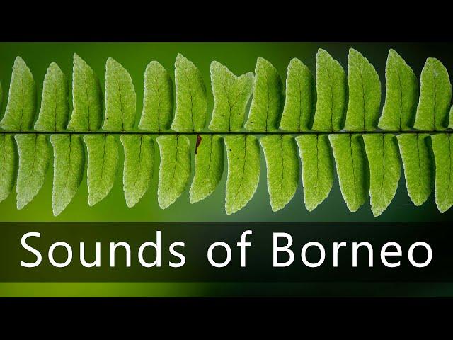 The fascinating sounds of Borneo's rainforest