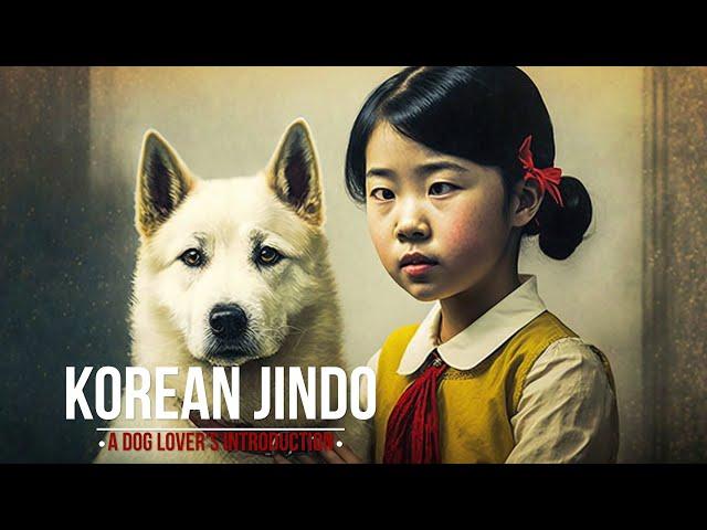 The Incredible Korean Jindo: Nature's Perfect Dog