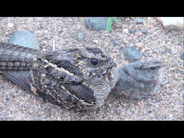 Baby Nightjar Appears From Under Mother | Kruger National Park