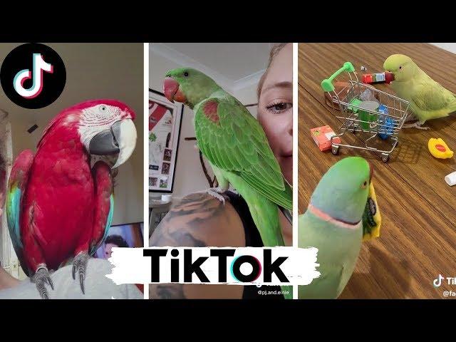 Funny Parrots Compilation ~ Pet Birds of TikTok Compilation