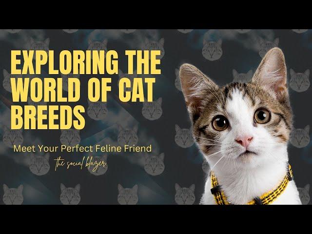 Exploring the World of Cat Breeds #cats #facts