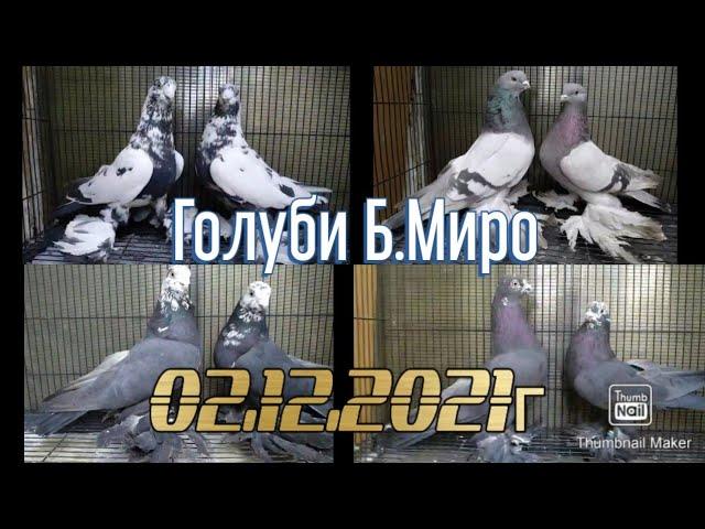 Игровые  Голуби  Миро Бишкек Кыргызстан 02.12.2021г #tauben #pigeons