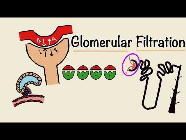 Glomerular Filtration | GFR | Starling Forces | Tubuloglomerular Feedback | Renal Physiology