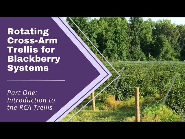 RCA Trellis for Blackberry Systems Series | Part 1: Introduction to the RCA Trellis