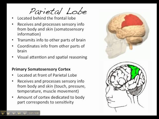 The Brain - Parietal Lobe