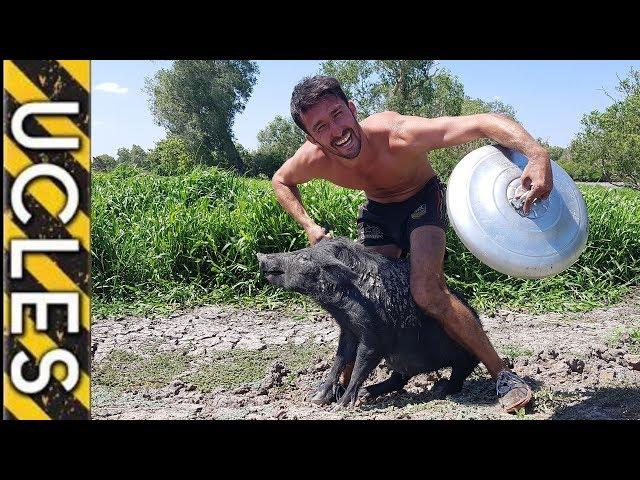 Catching Feral Pigs using Trash Can Lids