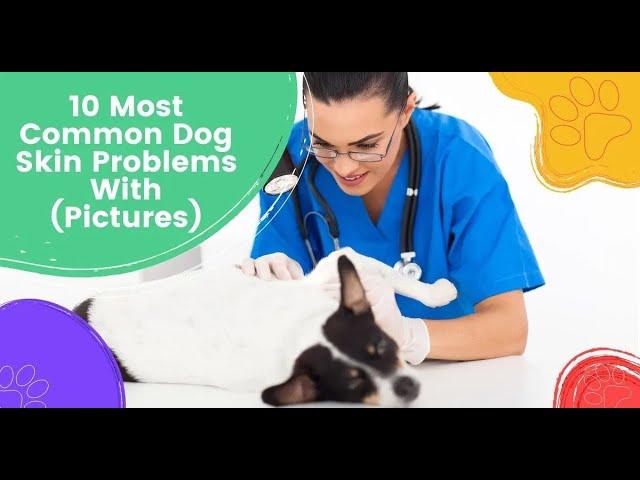 10 Most Common Dog Skin Problems With (Pictures) -  by I Love Veterinary