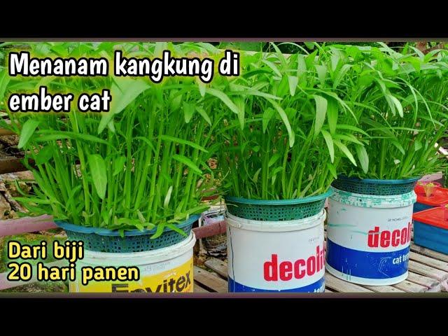 cara menanam kangkung hidroponik di ember | 20 hari panen |