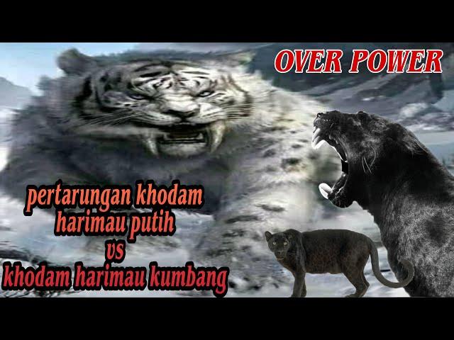 Ganasnya khodam harimau kumbang melawan khodam harimau putih