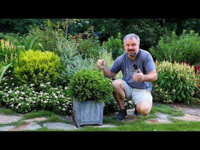 Lots of Dwarf Evergreen Low Maintenance Shrubs for Foundation Planting