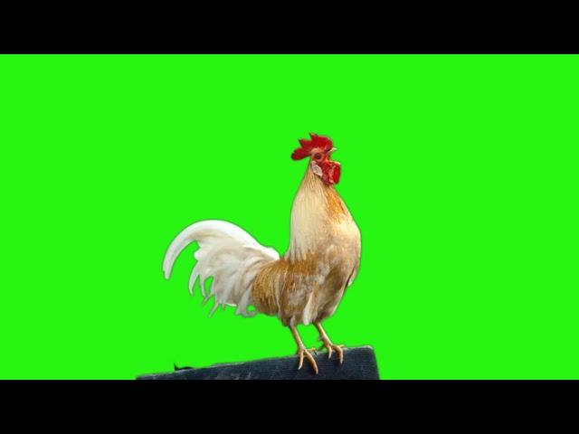 Rooster Crowing Green Screen Video HD