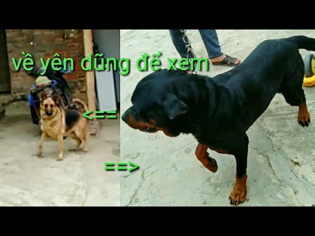 nông nghiệp Tân Yên | về yên dũng để xem chú chó đực Rottweiler