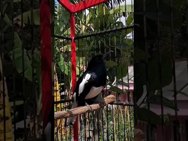 suara burung Kacer poci gacor ngeplong emosi