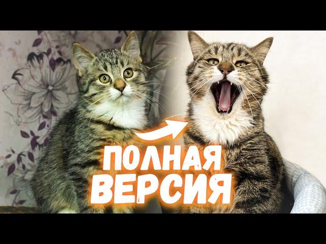 Спасение котенка Кузи. Полная версия / SANI vlog