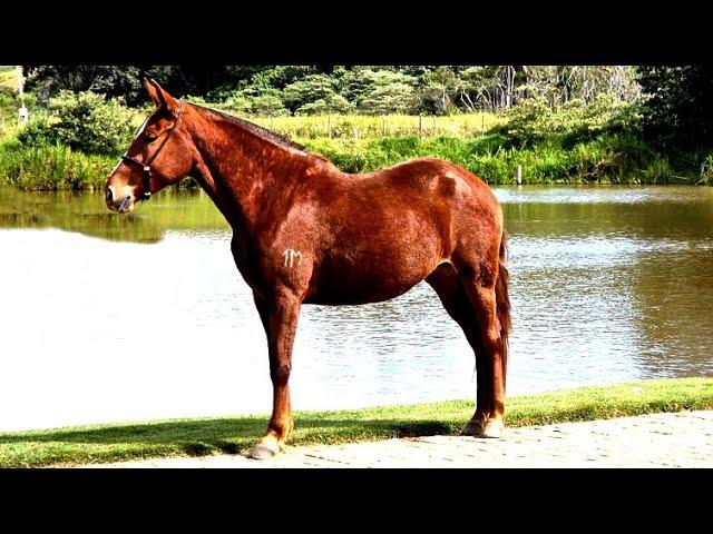 CAVALO MANGALARGA CAPITU TERRA E MAR MARCHA BATIDA CAVALOS HELIO ROCHA