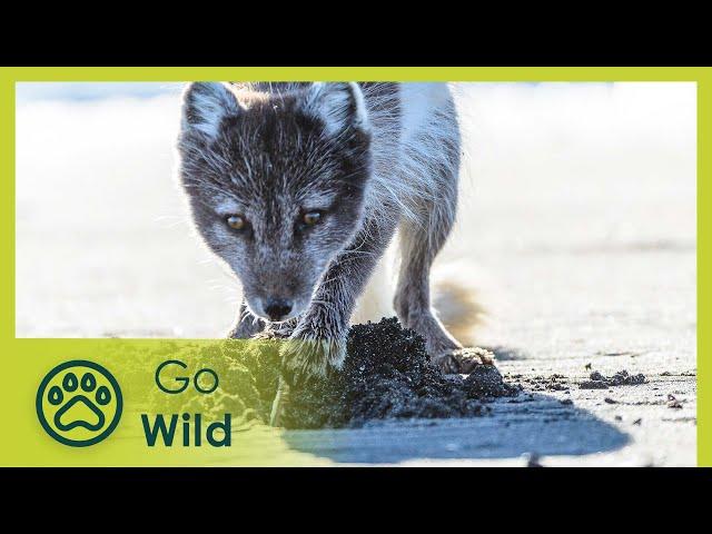 Iceland, the Newborn Island - The Secrets of Nature