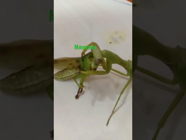 Wiki-Wiki the mantis Eating Grasshopper