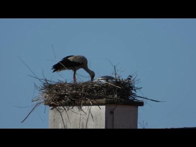 Storchennest Fridolfing 2 / Rathaus 16.06.24 - Mindestens 2 (eher mehr) Küken