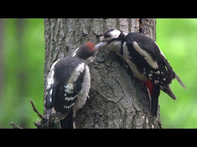 Как дятел кормит своего птенца кедровыми орехами / How a woodpecker feeds his chick with pine nuts
