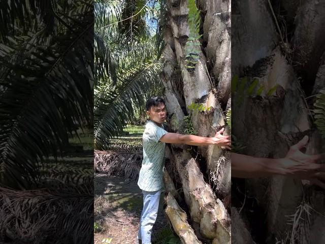 pohon sawit terbesar yang pernah saya panen