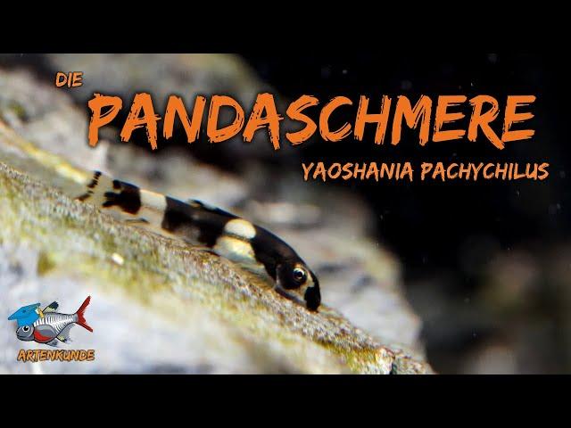 The Panda Loach - Yaoshania pachychilus | advent Calendar | Dor 20