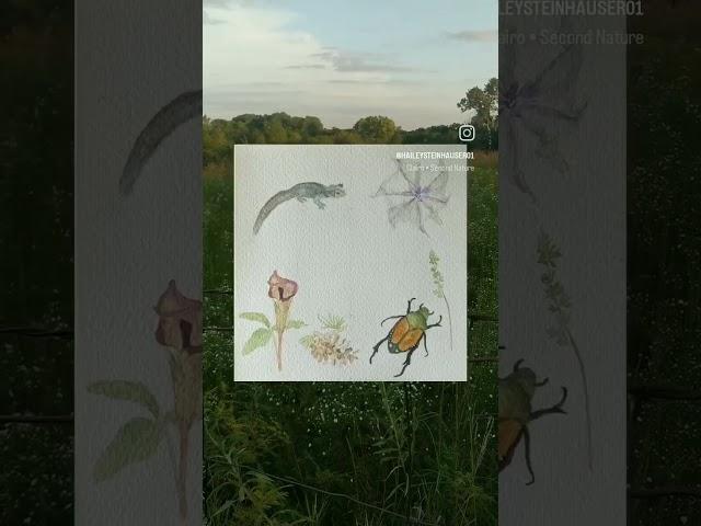 #natureart #watercolordrawing #watercolordrawing #naturesart #revealingmyart #natureillustration