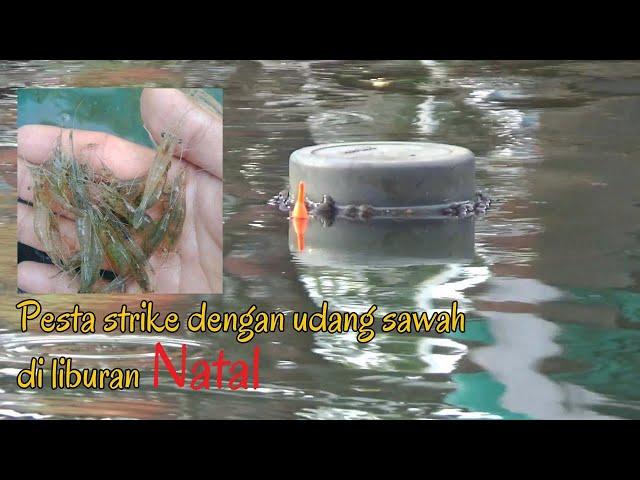 Fishing for Gurame ‼️with paddy shrimp bait