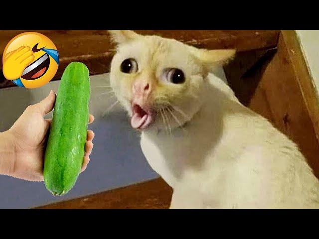 Funniest Animals  New Funny Cats and Dogs Videos  Part 6