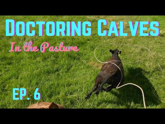 Doctoring Calves EP:6 I'm Riding a Snaffle Bitter!