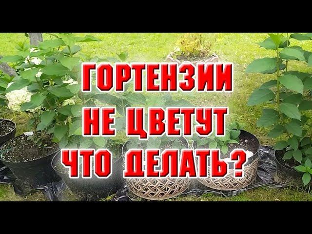 Стимулирую гортензии на цветение